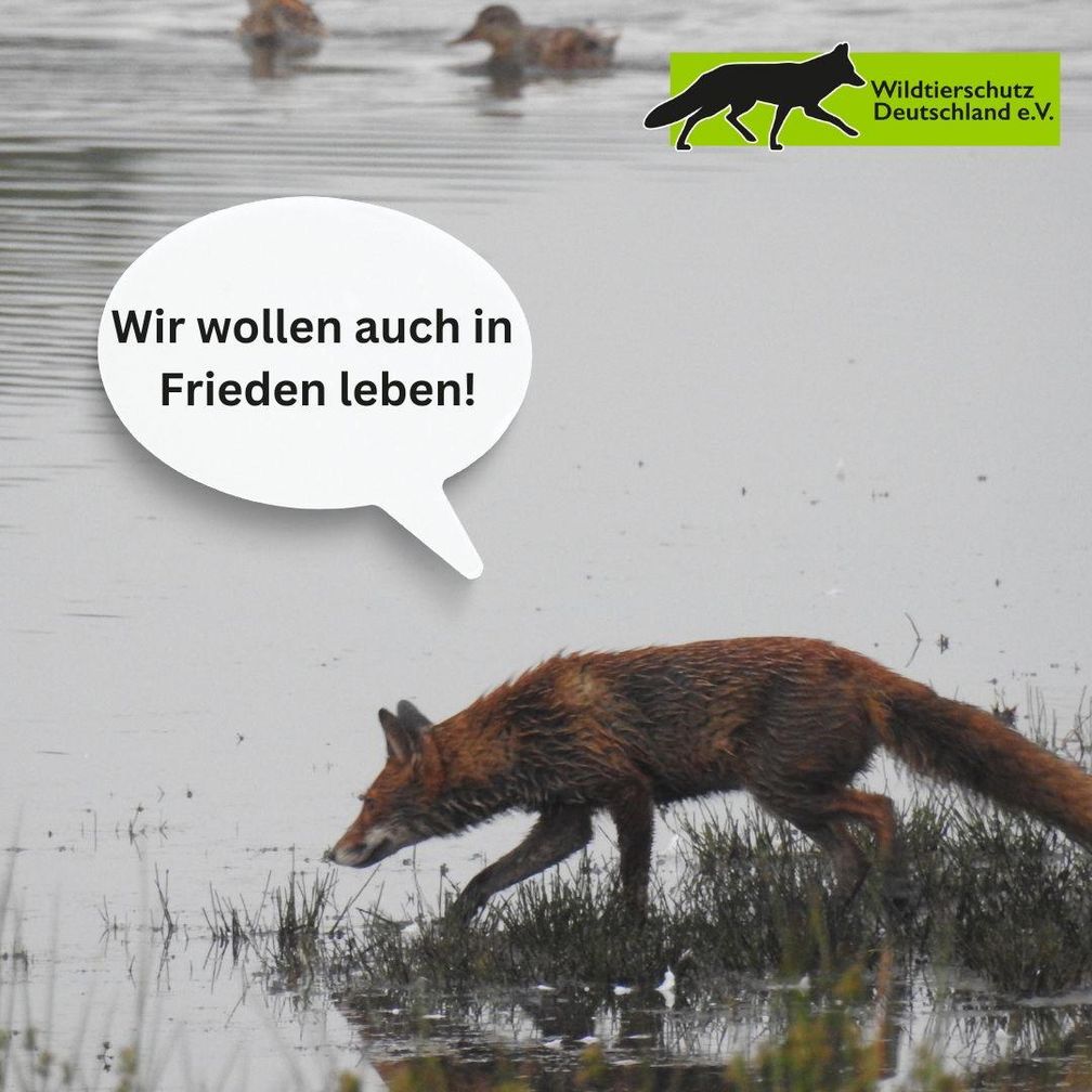 Bild: Wildtierschutz Deutschland e.V. Fotograf: Wildtierschutz Deutschland e.V.