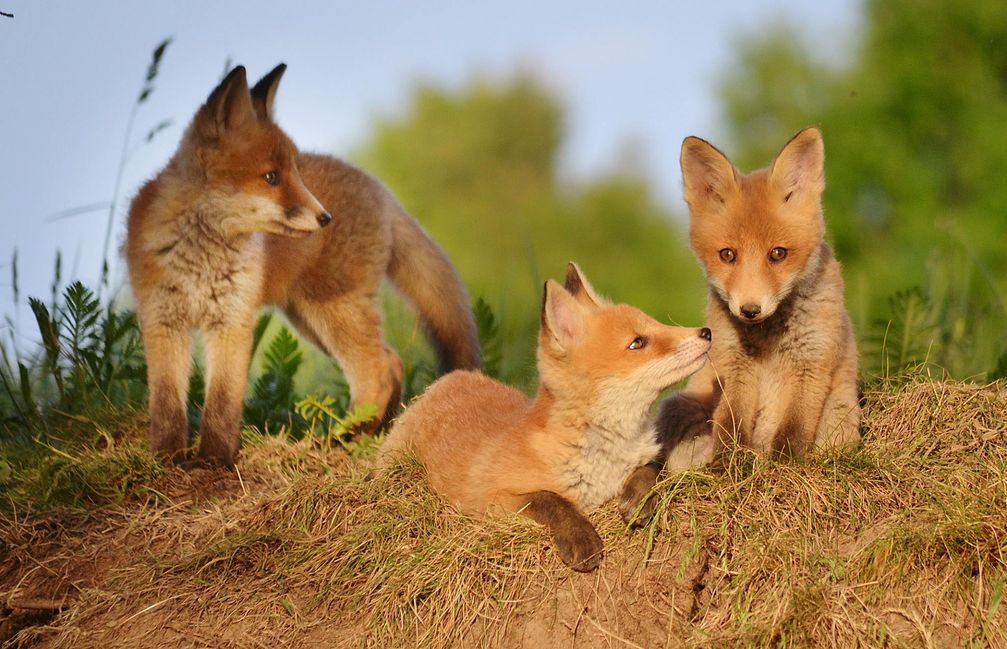 Wird der Rüde während der Paarungszeit getötet ist die Fähe während der Aufzucht der Welpen auf sich alleine gestellt. Bild: "obs/Wildtierschutz Deutschland e.V./René Schleichardt"