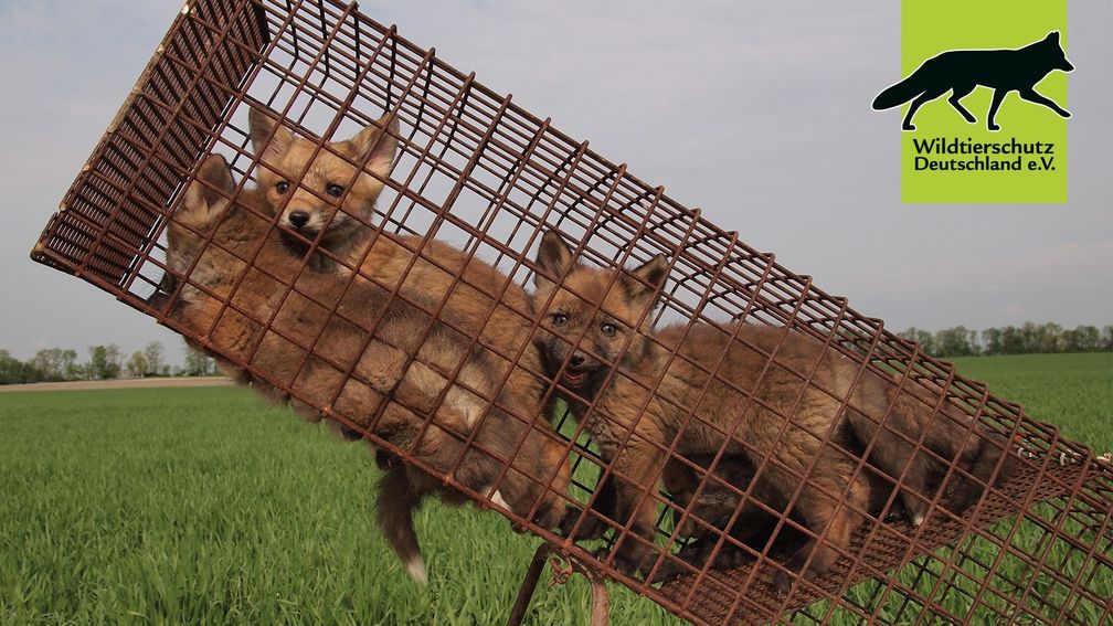 Schon am Fuchsbau erwartet die Welpen eine böse Überraschung. Bild: Wildtierschutz Deutschland e.V. Fotograf: Jo Kurz, Wildtierschutz Deutschl