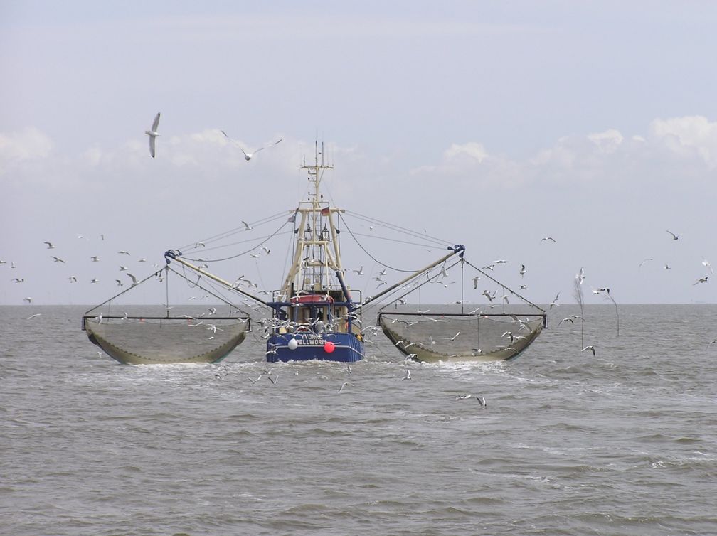 Traditionelle Krabbenkutter mit Baumkurren stellen die meisten Schiffe im Wattenmeer (Symbolbild)