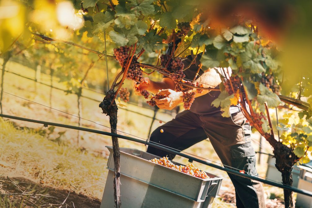 Schwarzwaldweingut Andreas Männle /  Bild: "obs/Schwarzwaldweingut Andreas Männle"