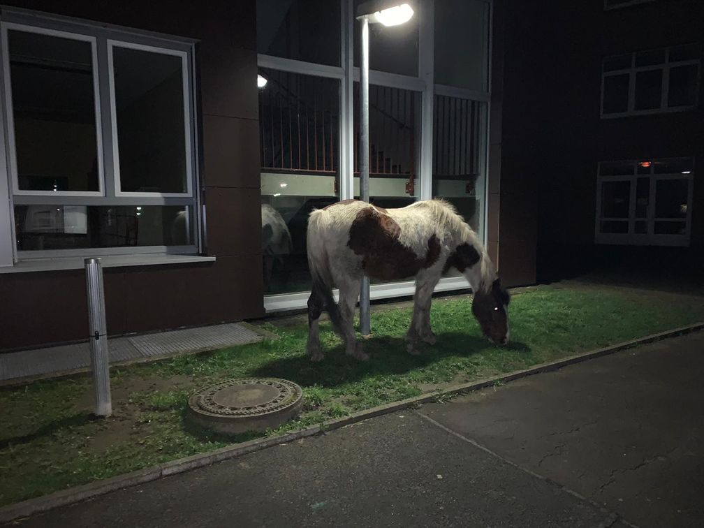 Schneller Fahndungserfolg nach entlaufenen Pferden Bild: Polizei