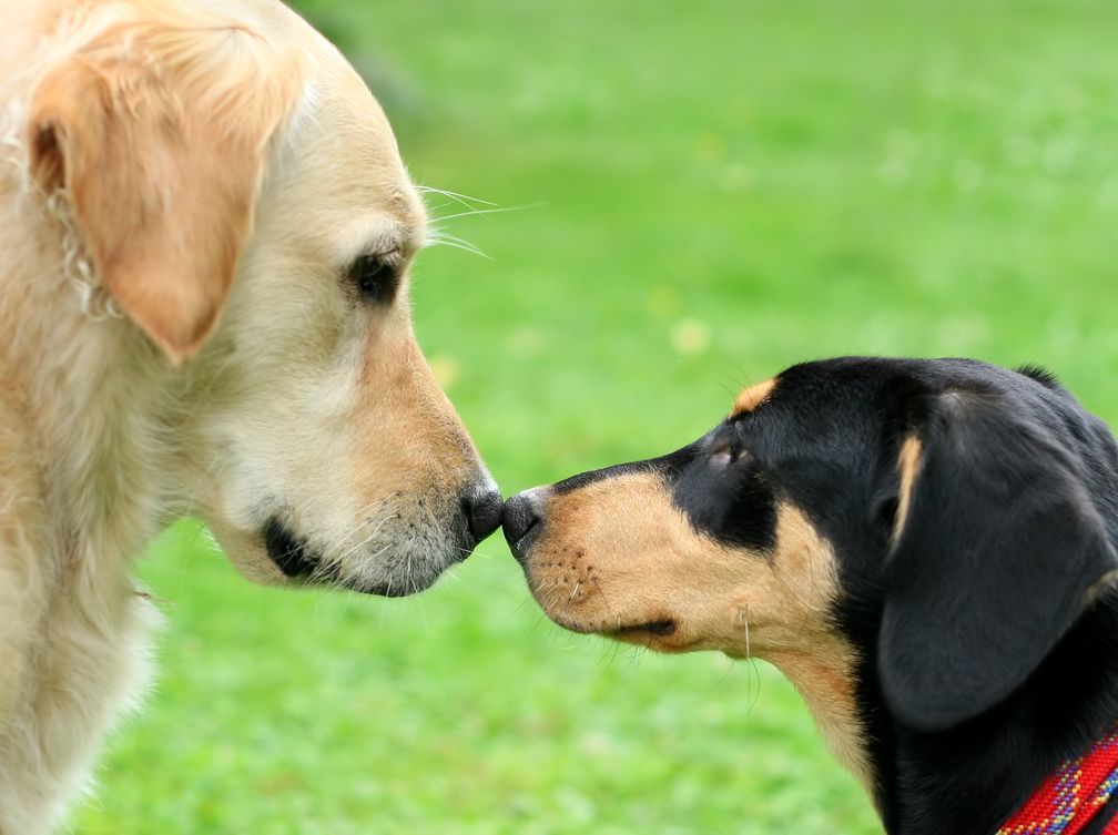 Zwei Hunde Nase an Nase schnüffelnd