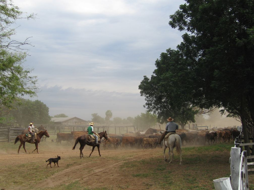 Rinderzucht auf einer Estancia im Chaco, Paraquay