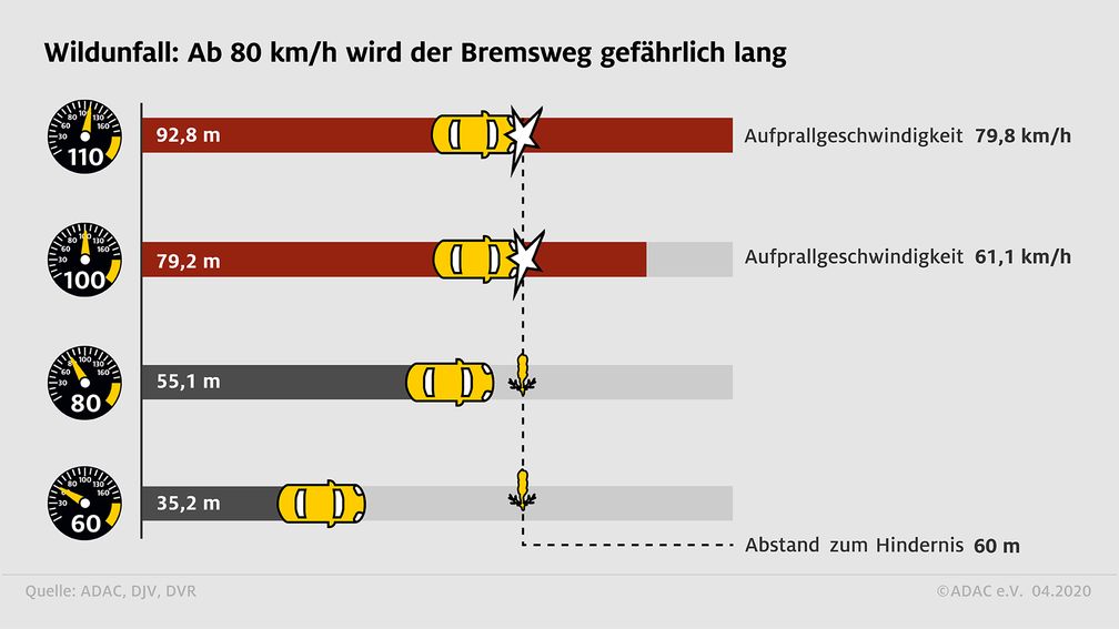 Wildunfall: Ab 80 km/h wird der Bremsweg gefährlich lang