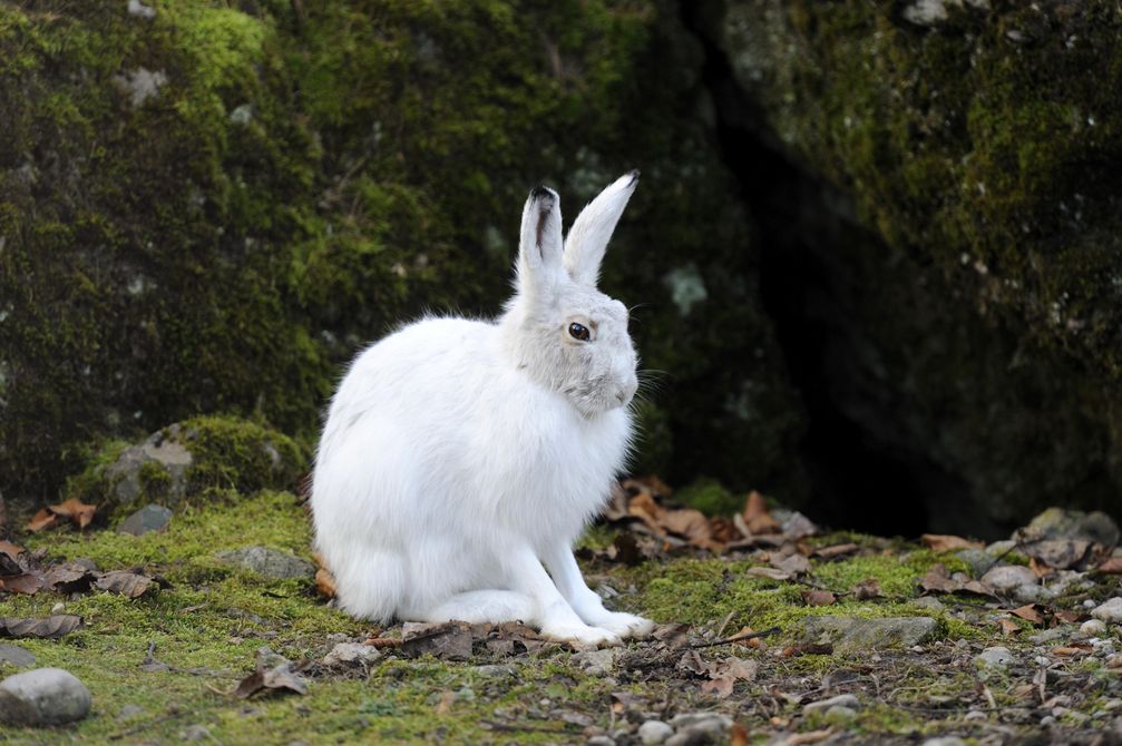 Alpenschneehase (Lepus timidus varronis) im Winterfell