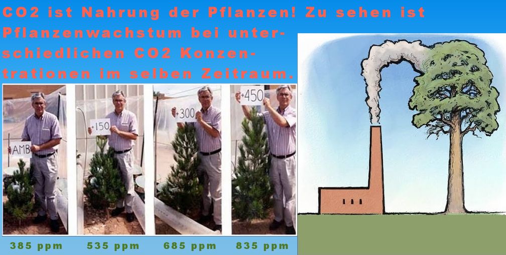 CO2 ist Nahrung der Pflanzen! Zu sehen ist Pflanzenwachstum bei unterschiedlichen CO2 Konzentrationen im selben Zeitraum (Symbolbild)