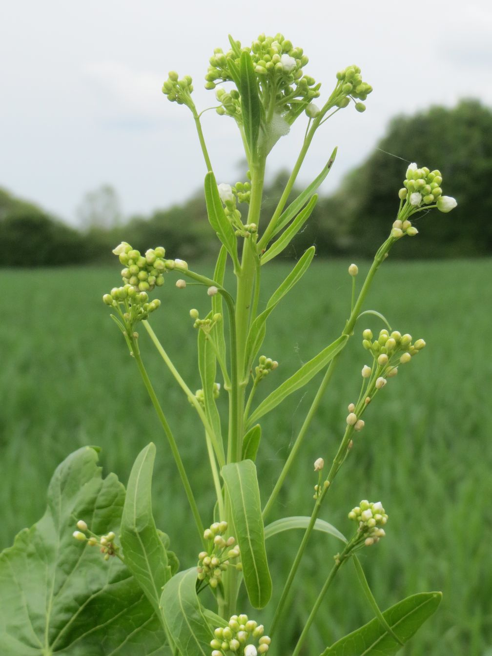 Meerrettich (Armoracia rusticana)