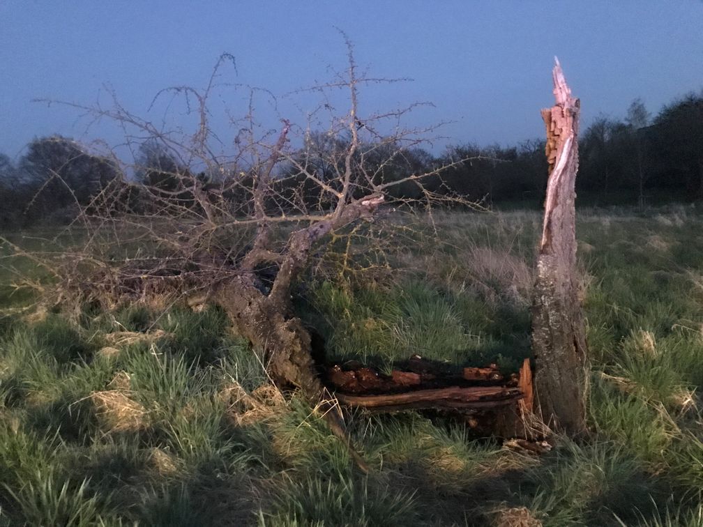 Beschädigter Baum Bild: Polizei