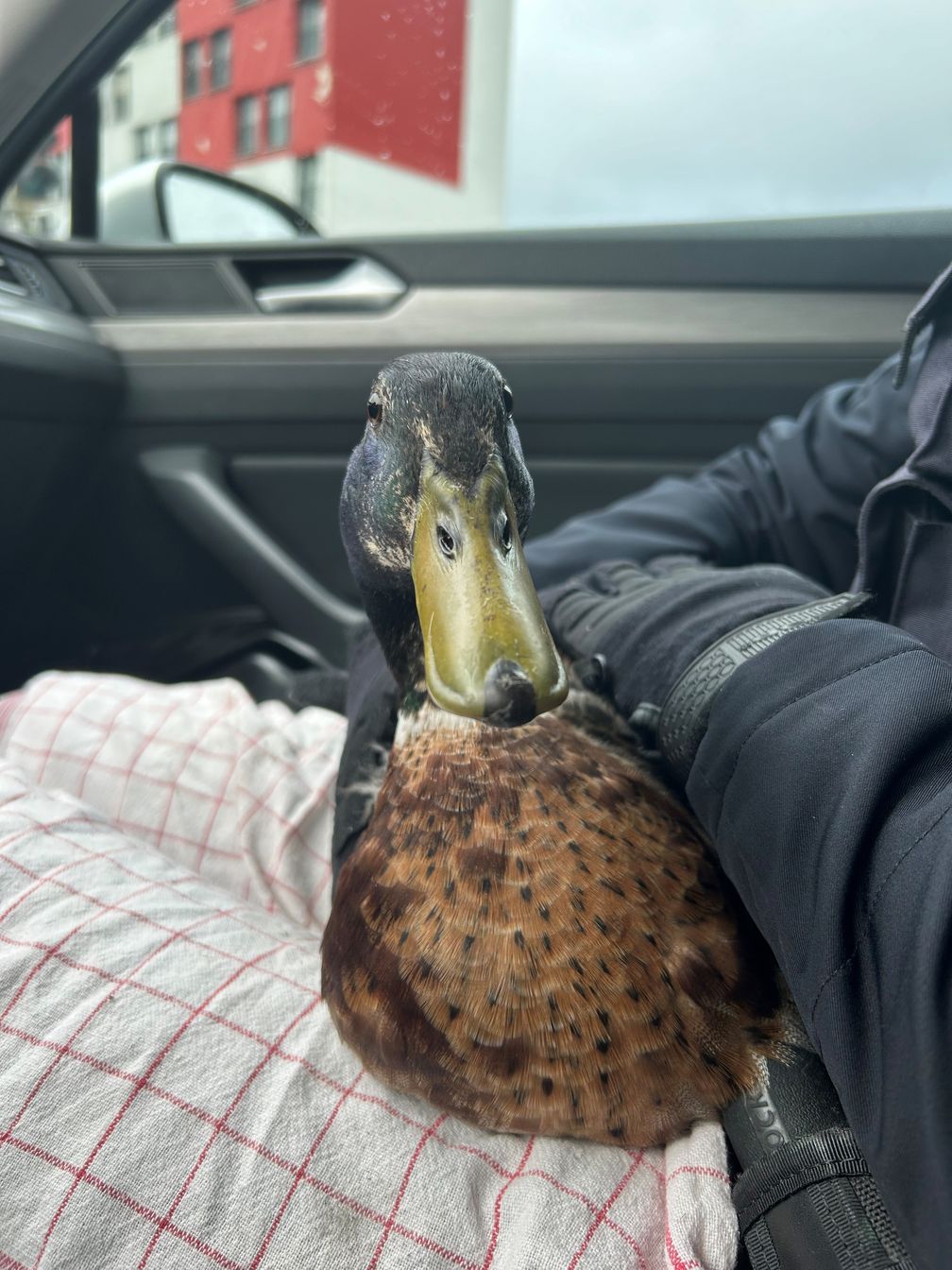 Bild: Polizeidirektion Kiel