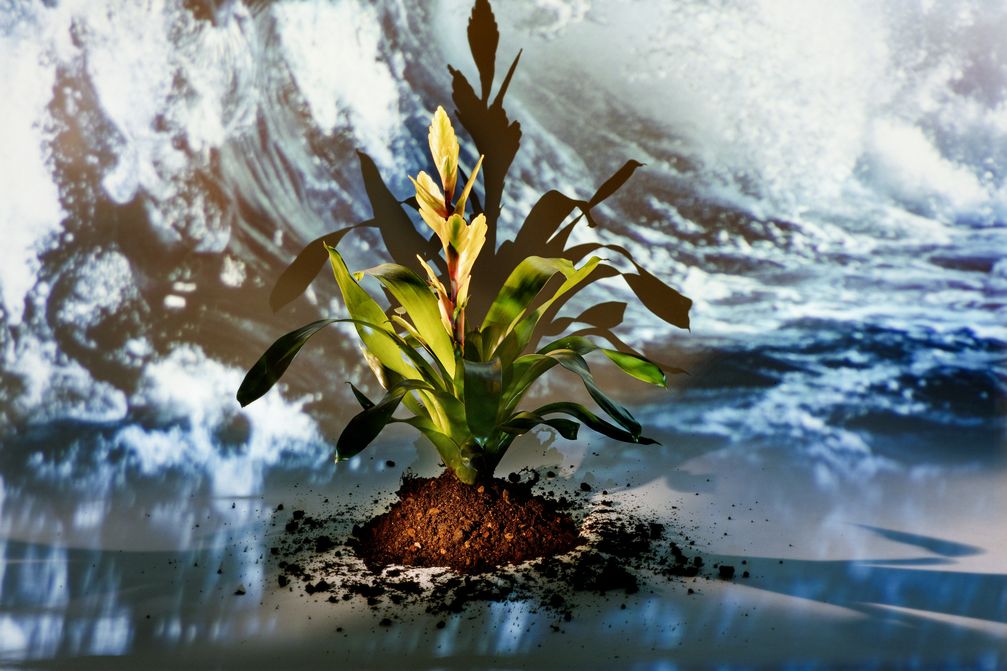 Bromelie im Element Wasser / Bild: "obs/Blumenbüro/Marina Weigl & Bromelia.info"