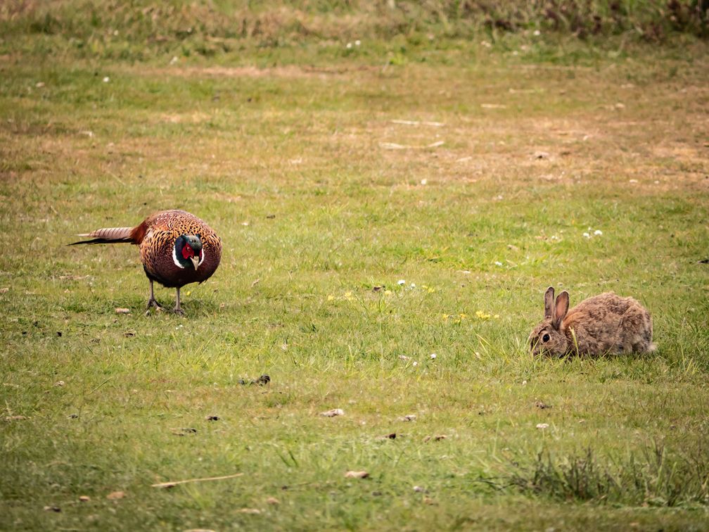 Kaninchen und Fasan (Symbolbild)