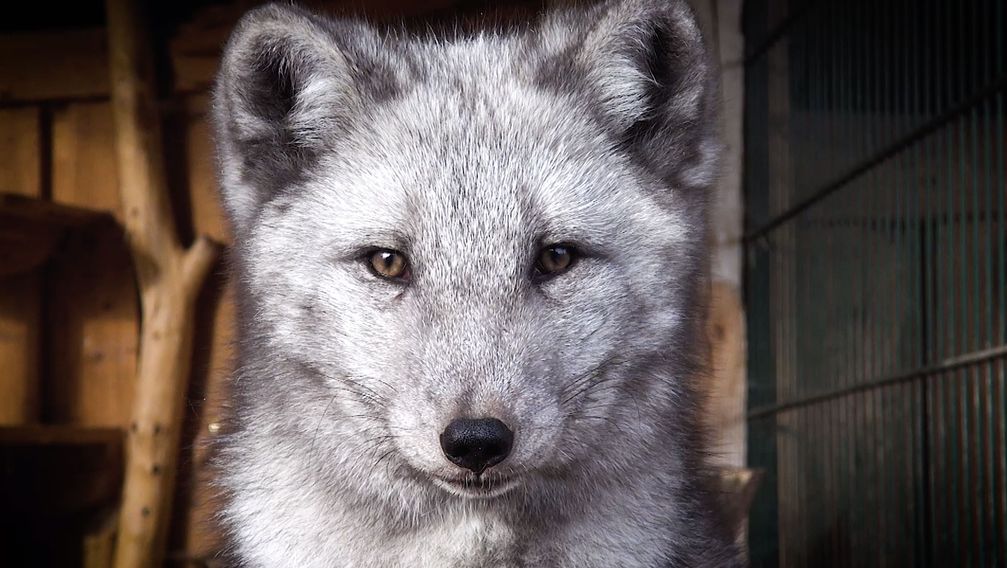 Deutsches Tierschutzbüro deckt Tierquälerei auf polnischen Pelzfarmen auf & rettet Polarfuchs