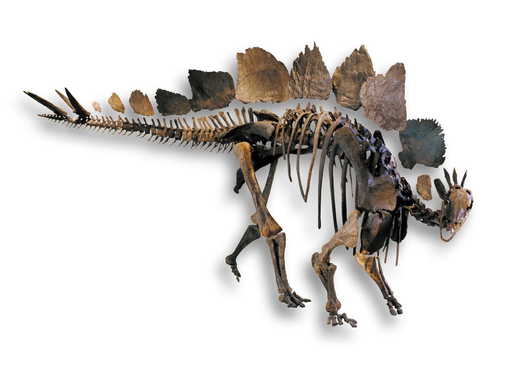 Der zweite Stegosaurierfund des Siber-Teams, genannt "Moritz" steht im Dinosauriermuseum Aathal. Beeindruckende Urzeit-Schätze gibt es vom 25. bis 27. Oktober in der Sonderschau Hans-Jakob Siber auf der Munich Show - Mineralientage München zu sehen. Bild: "obs/The Munich Show - Mineralientage München/H.J. Siber / Sauriermuseum"