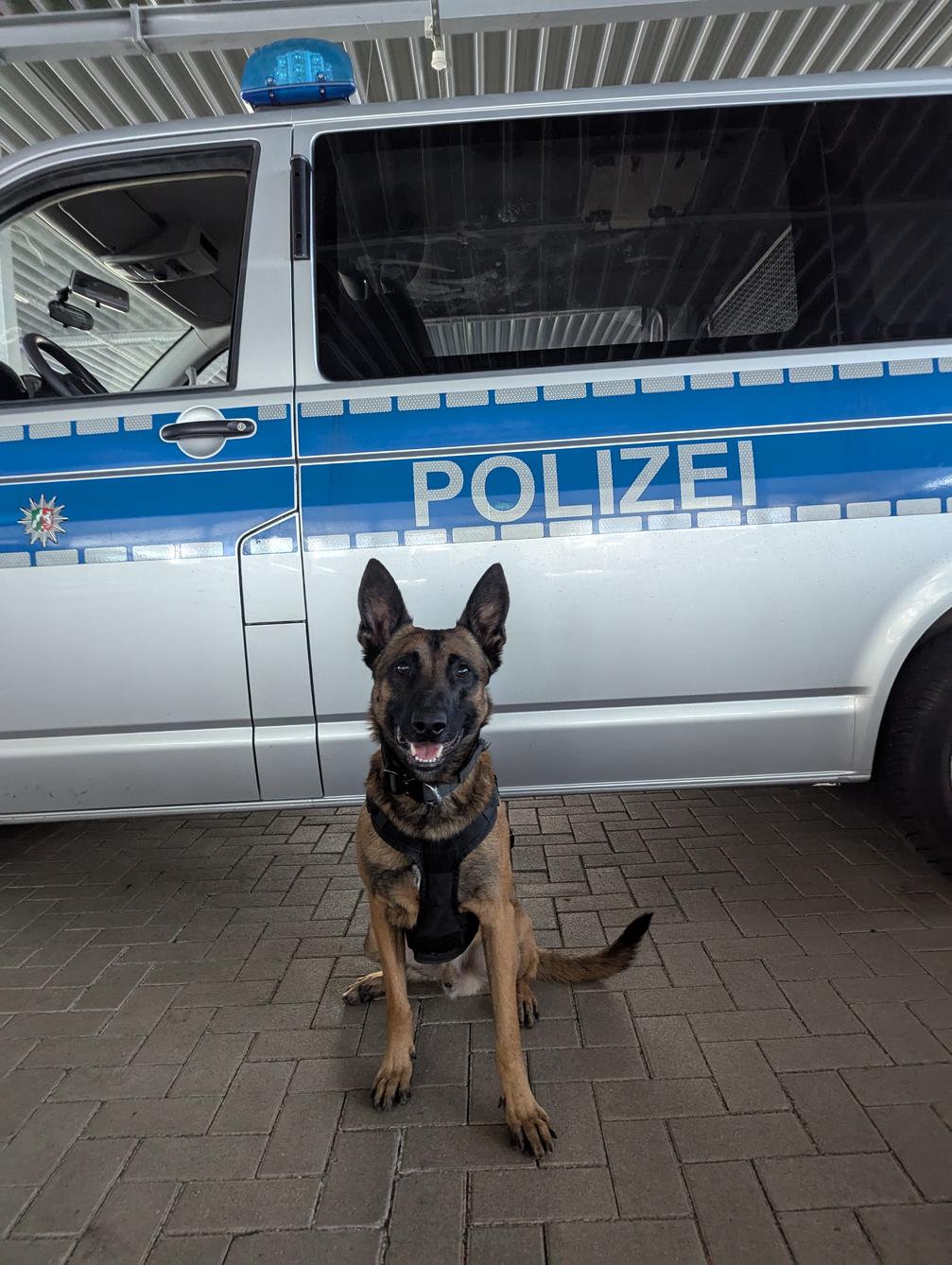 Diensthund Rudi Bild: Polizei