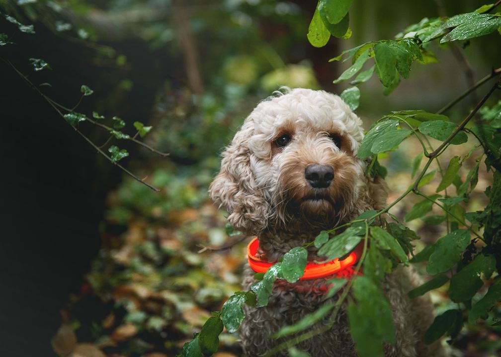 Hund bei der Gassi-Runde