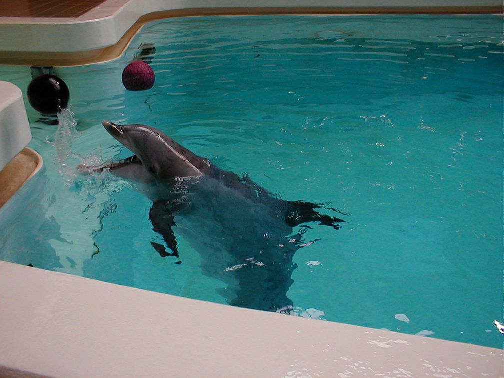 Großer Tümmler im Delfinarium, 2003