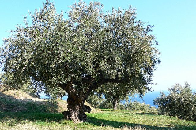 Je älter der Baum, desto wertvoller die Frucht