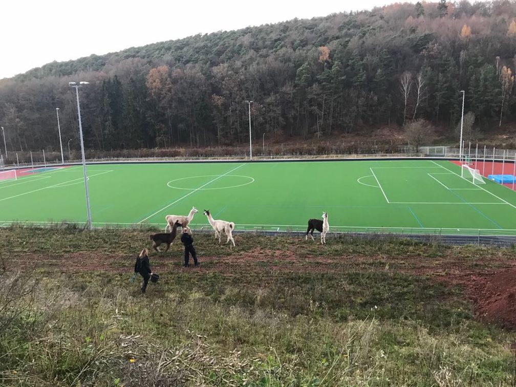 Ein Zaun und die Polizei hinderten die Lamas daran, auf den Sportplatz zu gelangen.