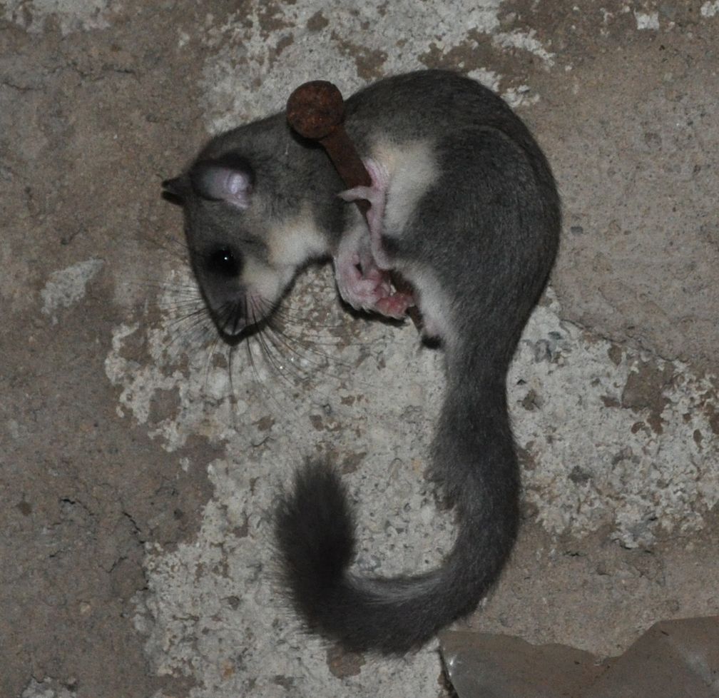 Der Siebenschläfer (Glis glis) ist ein äußerlich