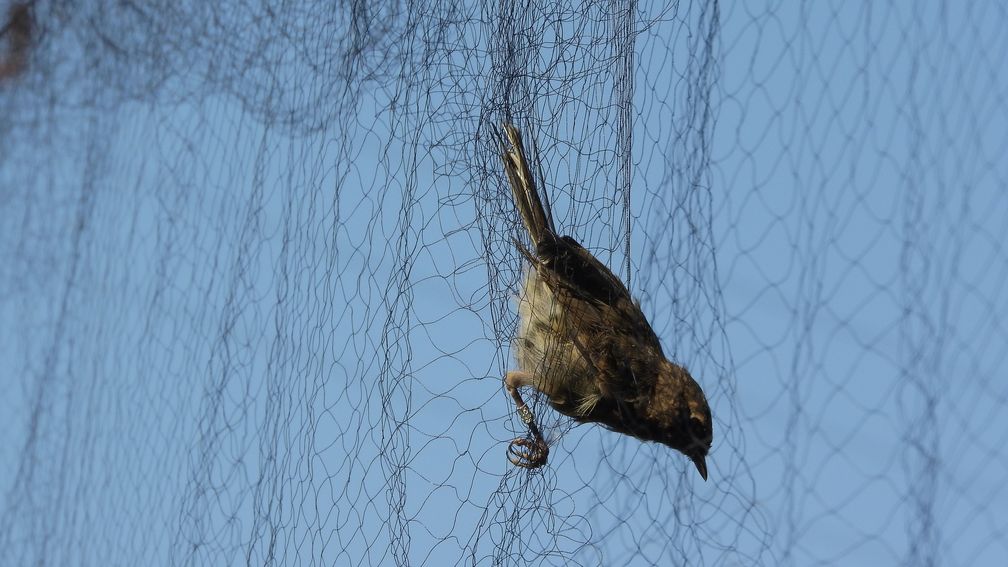 Singvogel in Japannetz Bild: Polizei