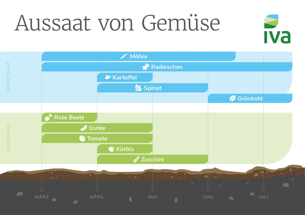 Aussaat von Gemüse.