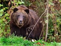 Ein Braunbär: Friedliche Lebewesen, sollange ihr gegenüber keine Angst hat.