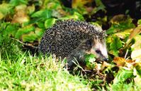 Igel auf Nahrungssuche