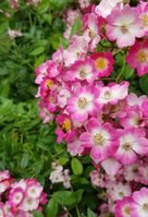 Pflegetipps für den perfekten Rosengarten: Werden Rosen im Herbst gepflanzt, haben sie noch genügend Zeit zur Wurzelbildung bis der Winter einsetzt.