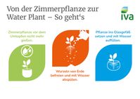 Von der Zimmerpflanze zur Water Plant - So geht's.