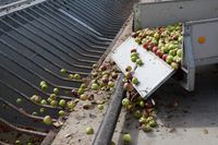 Die sehr schwache Streuobsternte in 2019 war der Grund für die niedrigste in Deutschland produzierte Apfelsaftmenge seit 1991.  'Bild: "obs/VdF Verband der deutschen Fruchtsaft-Industrie/Angela Hammer"