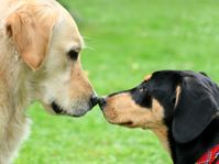 Zwei Hunde Nase an Nase schnüffelnd