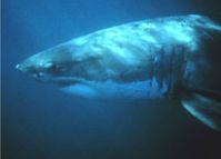 Kopf eines Weißen Hais mit den typischen schwarzen Augen, der scharfen Grenze zum weißen Bauch und den langen Kiemenschlitzen.