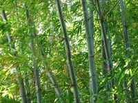Bambus: Material bald künstlich herstellbar. Bild: pixelio.de/Manfred Schütze