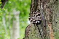 Ob die Waschbären-Mama wohl zurückkommt? In Bayern stehen die Chancen schlechter als in anderen Bundesländern. Elterntiere dürfen entgegen der Bundesregelung abgeschossen werden.  Bild: "obs/Wildtierschutz Deutschland e.V./Heiko Anders"