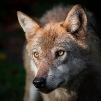 Der Wolf muss in Europa streng geschützt bleiben