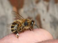 Bei Honigbienen bleibt der gesamte Stachelapparat in der elastischen Haut des Menschen stecken und wird deshalb aus dem Hinterleib des Insekts herausgerissen.