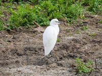 Kuhreiher-Jungvogel am Altmühlsee