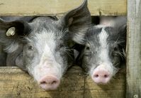 Schweineflüsterer Dr. Kees Scheepens entwickelt nachhaltiges Stallkonzept. Bild: "obs/DIL Deutsches Institut für Lebensmitteltechnik e.V./Jörg Sarbach"